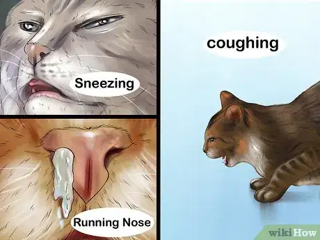 Imagen titulada Treat a Cat With a Cold Step 1