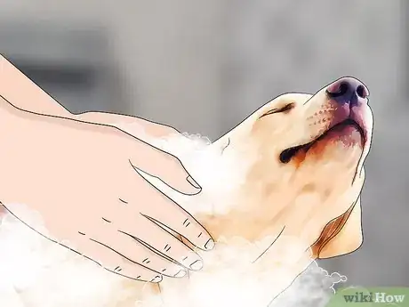 Imagen titulada Get Rid of Fleas Naturally Step 7
