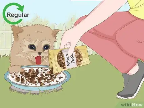 Imagen titulada Catch a Stray Kitten Step 10