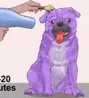 teñir el pelaje de un perro