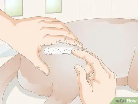 Imagen titulada Get Rid of a Rash on a Dog Step 10