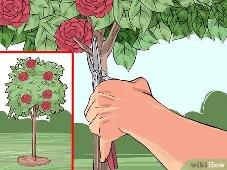 Imagen titulada Care for Camellias Step 11