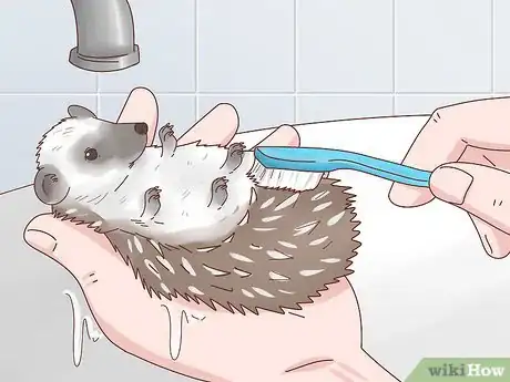 Imagen titulada Take Care of a Hedgehog Step 24