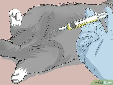 Imagen titulada Diagnose and Treat Feline Infectious Peritonitis (FIP) Step 12