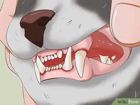 Imagen titulada Clean a Cat's Teeth Step 18