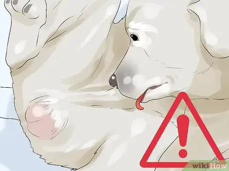 Imagen titulada Determine Whether to Diaper a Senior Dog Step 2