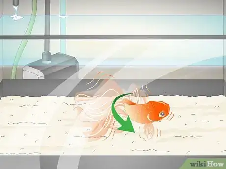 Imagen titulada Know when Your Goldfish Is Dying Step 2
