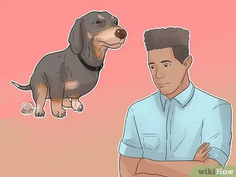 Imagen titulada Treat Back Problems in Dachshunds Step 5