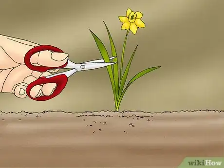 Imagen titulada Propagate Daffodils Step 2