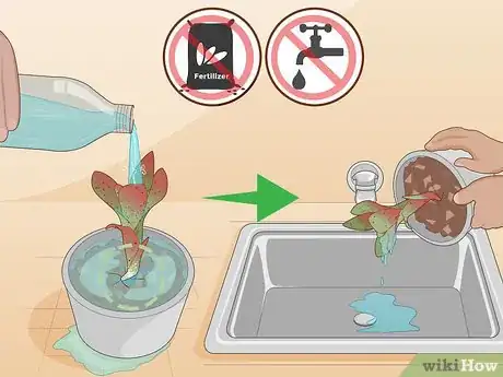 Imagen titulada Care for a Bromeliad Step 20