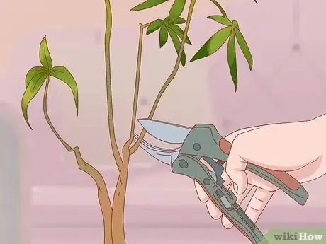 Imagen titulada Prune a Money Tree Step 7