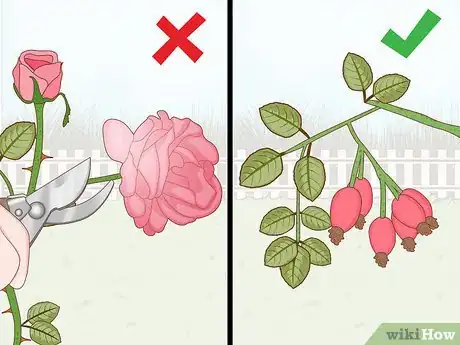 Imagen titulada Protect Roses in the Winter Step 2