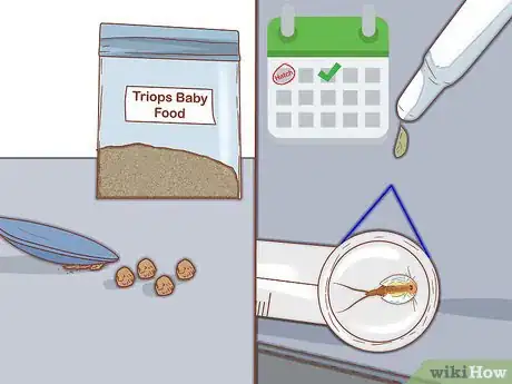 Imagen titulada Care for Triops Step 9