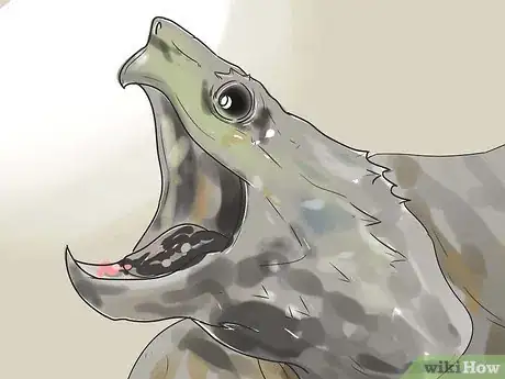 Imagen titulada Pet a Turtle Step 13