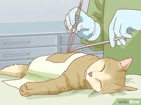 Imagen titulada Diagnose and Treat Hernias in Cats Step 15