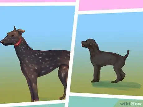 Imagen titulada Diagnose Vitiligo in Dogs Step 3