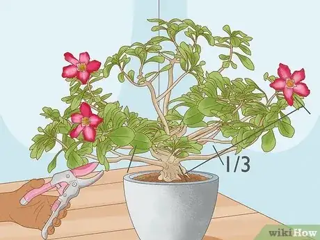 Imagen titulada Prune Desert Rose Step 11