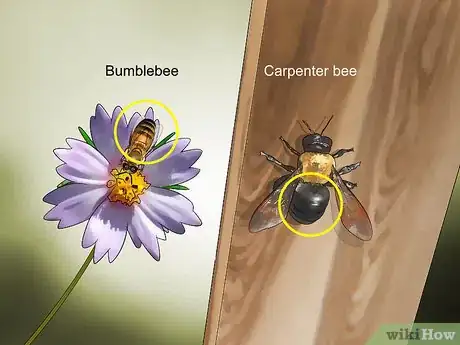 Imagen titulada Identify Carpenter Bees Step 2