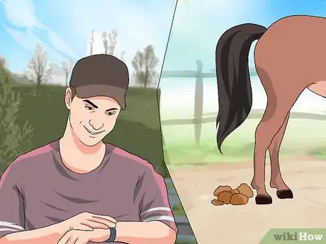 Imagen titulada Take a Horse's Temperature Step 2