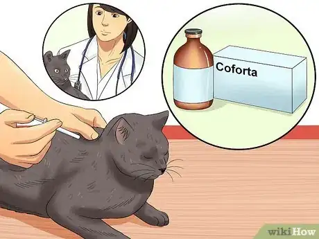 Imagen titulada Care for an FIV Infected Cat Step 7