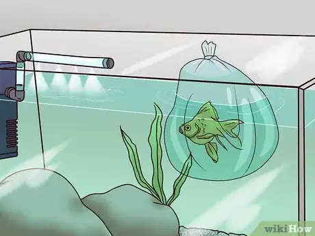 Imagen titulada Take Care of Your Carnival Goldfish Step 7