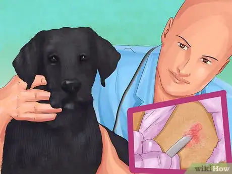 Imagen titulada Diagnose Vitiligo in Dogs Step 6