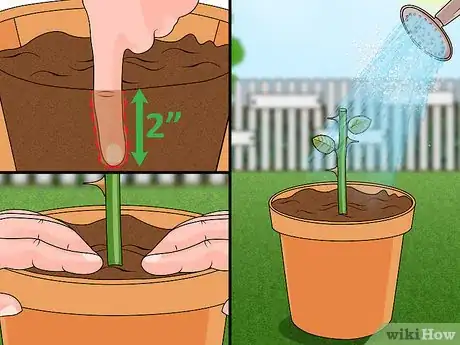 Imagen titulada Propagate Roses Step 9
