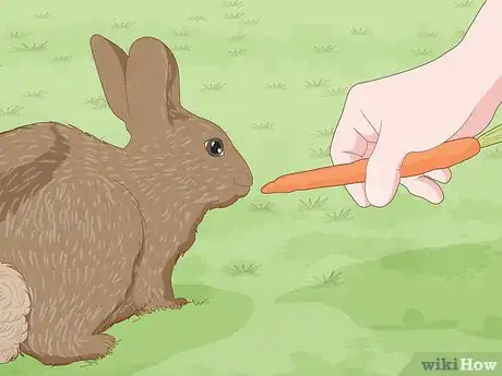 Imagen titulada Care for a New Pet Rabbit Step 10