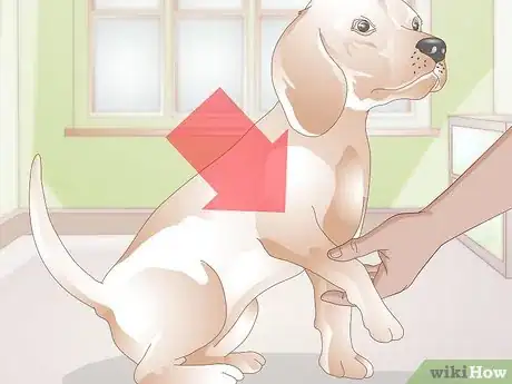 Imagen titulada Take a Dog's Blood Pressure Step 1