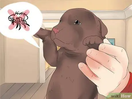 Imagen titulada Choose a Puppy Step 14
