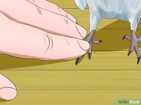 Imagen titulada Massage a Cockatiel Step 6