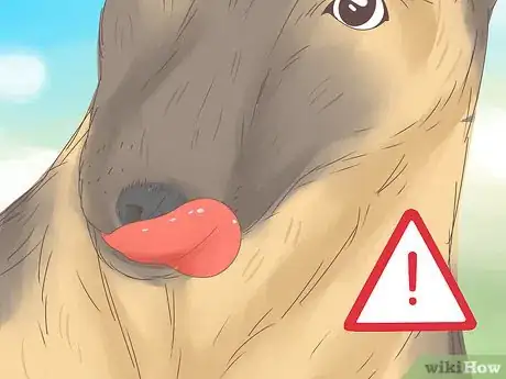 Imagen titulada Understand Your Dog's Body Language Step 8