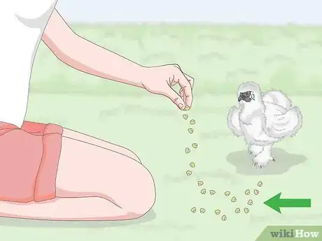 Imagen titulada Pet a Chicken Step 7