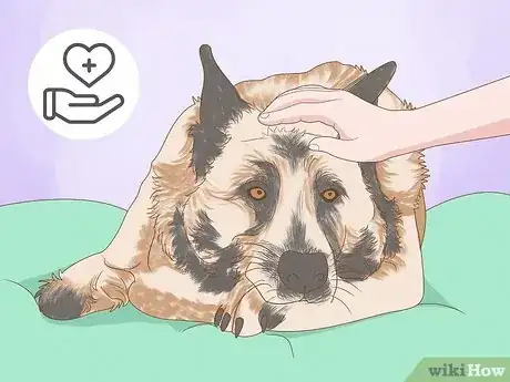 Imagen titulada Detect Skin Cancer in Dogs Step 7