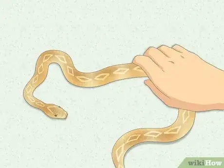 Imagen titulada Hold a Snake Step 11