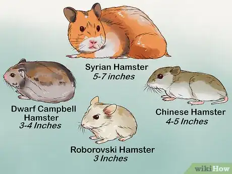 Imagen titulada Care for a Hamster Step 3