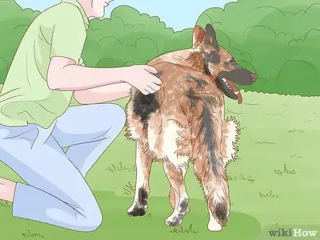 Imagen titulada Detect Skin Cancer in Dogs Step 1