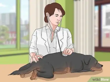 Imagen titulada Treat Dysplasia in Rottweilers Step 4