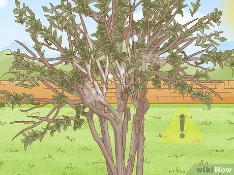 Imagen titulada Grow Crepe Myrtle Step 15