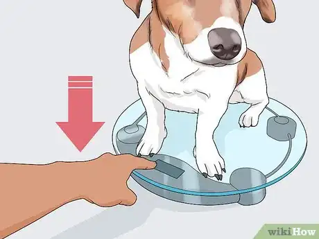 Imagen titulada Spot Signs of Muscle Loss in Dogs Step 3