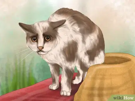 Imagen titulada Diagnose Feline Cataracts Step 5