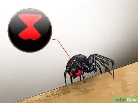 Imagen titulada Kill a Venomous Spider Step 1