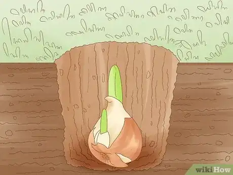 Imagen titulada Plant Bulbs in Grass Step 16
