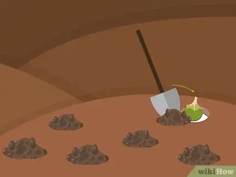 Imagen titulada Plant Narcissus Bulbs Step 11