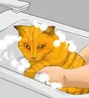 saber si tu hijo es alérgico a los gatos
