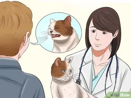 Imagen titulada Care for an FIV Infected Cat Step 10