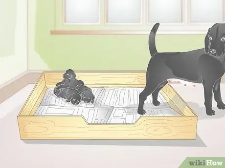 Imagen titulada Keep Newborn Puppies Warm and Clean Step 4