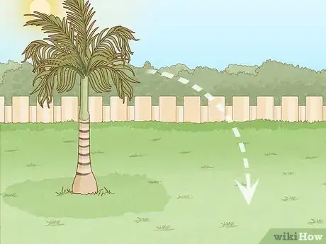 Imagen titulada Remove a Palm Tree Step 7