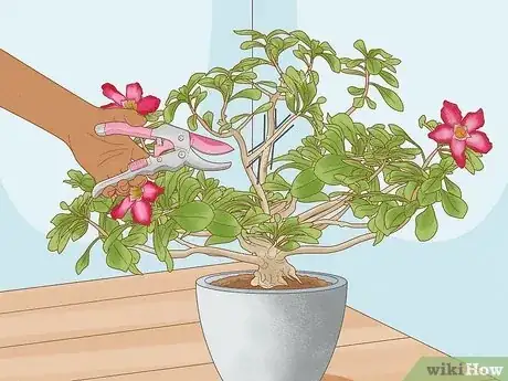 Imagen titulada Prune Desert Rose Step 10