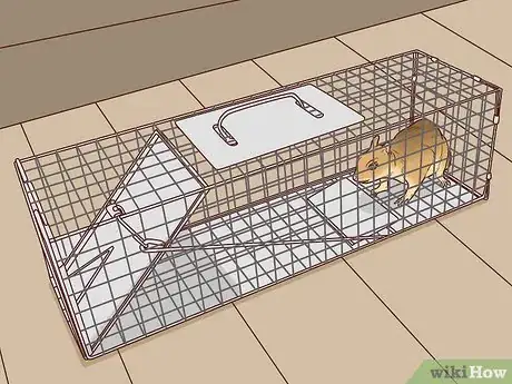 Imagen titulada Get Rid of Squirrels Step 11